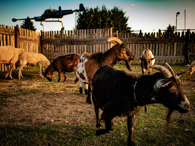 HAngry farm